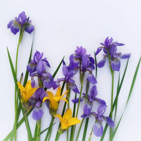 Hafif arka planda çiçek açan zambaklar ve zambaklar. Bir soyutlama. 