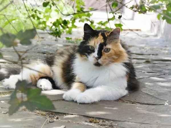 Gato Doméstico Yace Bajo Arbusto —  Fotos de Stock