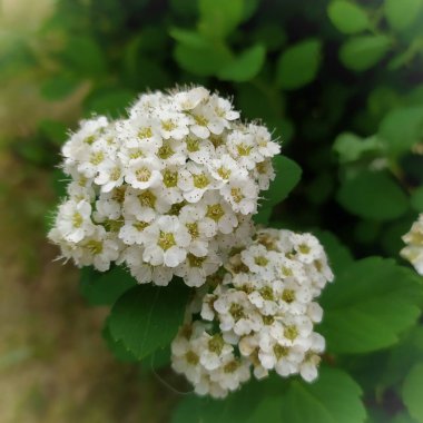 Bahçe bitkisinin çiçekleri Spirea. 