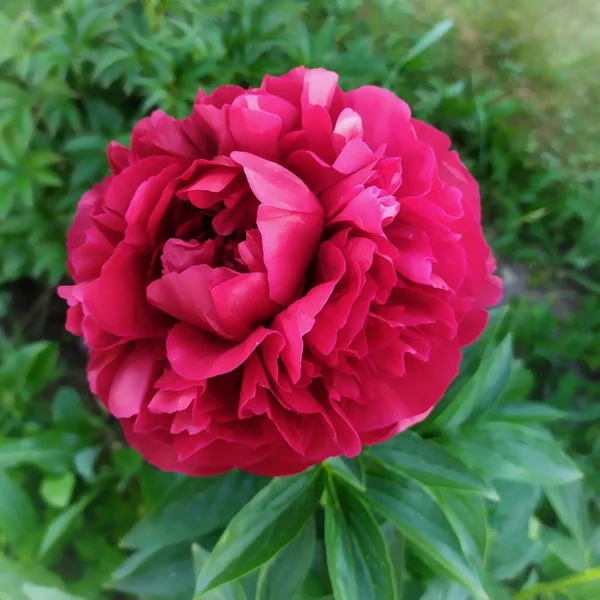 Peony Blooming Many Petals Unfold — Stock Photo, Image