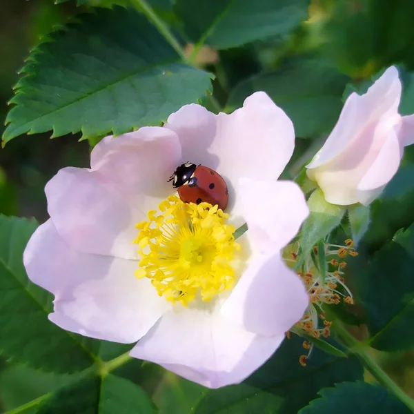 Ladybug Resting Rosehip Flower — Stock Photo, Image