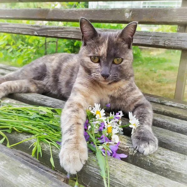 Gato Doméstico Está Acostado Banco Debajo Pata Hay Ramo Flores —  Fotos de Stock