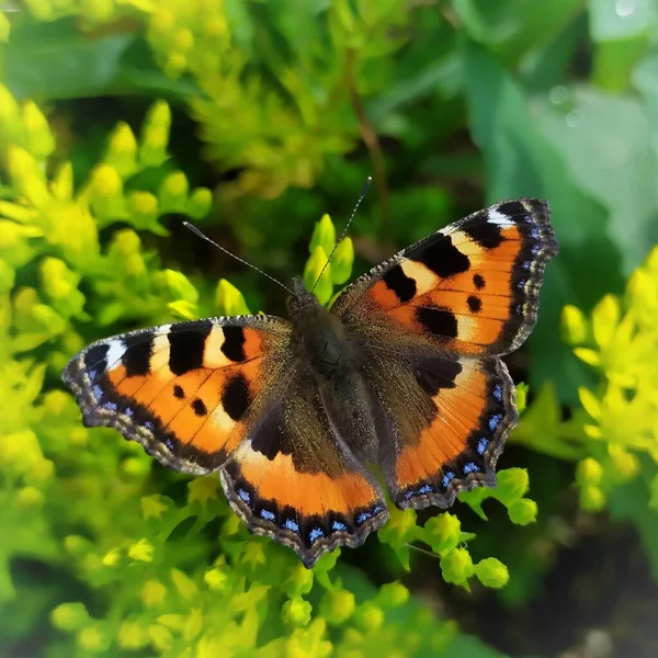 Urticaria Mariposa Sobre Una Flor Amarilla — Foto de Stock