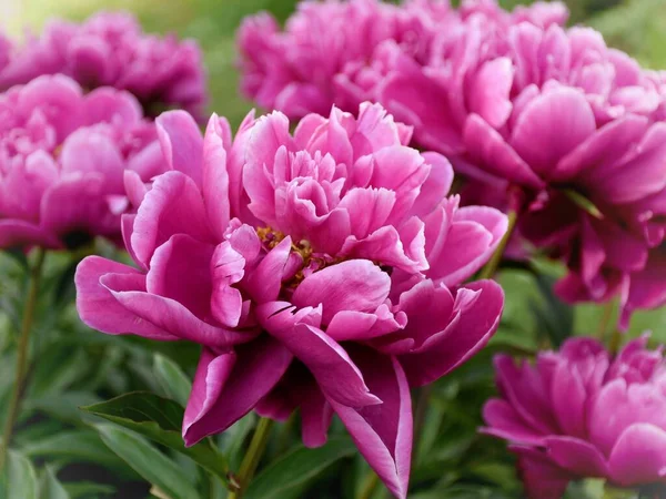 Luxuriantly Blooming Peonies Decoration Gardens Parks — Stock Photo, Image