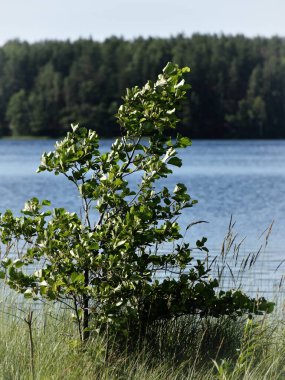 Gölün arka planında genç bir ağaç. 