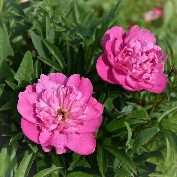 Flowering Bright Pink Peonies — Stock Photo, Image