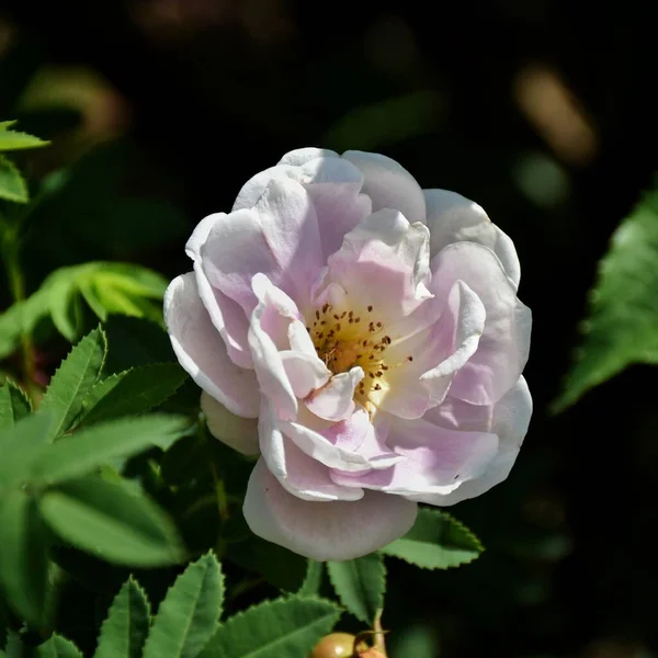 Blooming White Pink Park Rose — Stock Photo, Image