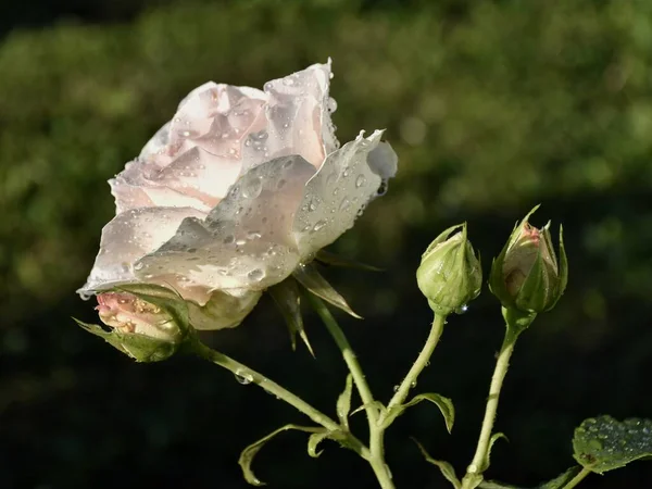 Bouton Rose Après Pluie Gouttes Sur Les Pétales — Photo