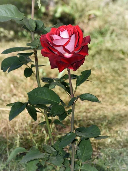 Eine Leuchtend Rote Rose Badet Den Sonnenstrahlen — Stockfoto