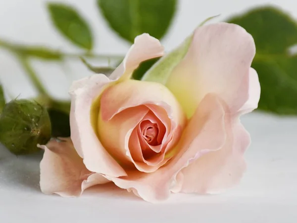 Eine Zarte Rose Liegt Auf Einer Hellen Oberfläche — Stockfoto