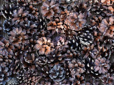 Dağ çamı külahları yüzeye saçıldı.. 