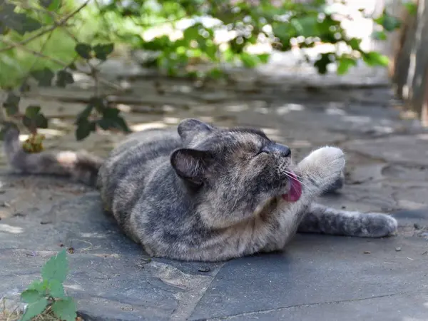 Cat Street She Lies Licks Her Paw — Stock Photo, Image