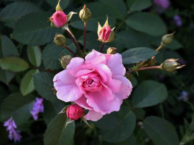Bir gül goncası açıldı. Diğer tomurcuklar sıralarını bekliyorlar.. 