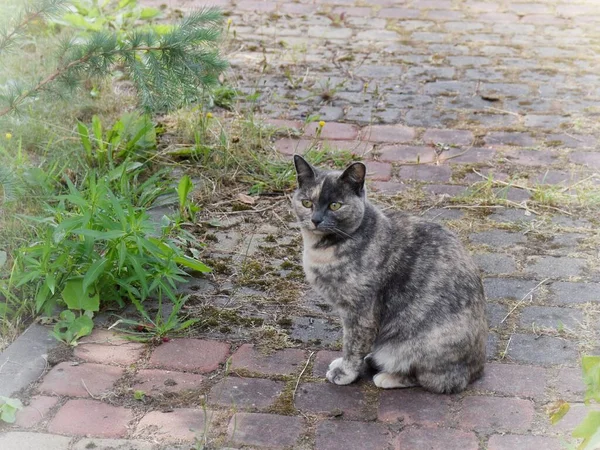 Pied Cat Master Disguise Merges Environment — Stock Photo, Image