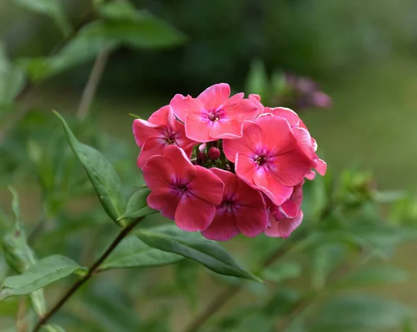 Bright Pink Phlox Blooms Flower Beautiful — Stock Photo, Image