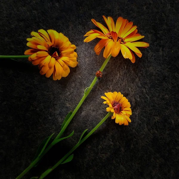 Soyut Bir Görüntü Karanlık Bir Arka Planda Çiçekler Uğur Böceği — Stok fotoğraf