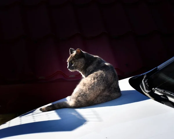 The cat is sitting on the hood of the car. The silhouette of the cat is \