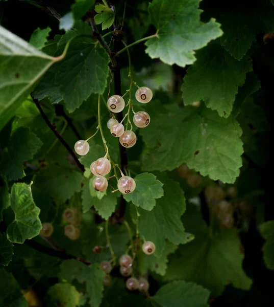 Ein Zweig Mit Reifen Weißen Johannisbeeren — Stockfoto