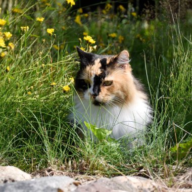A domestic cat sits in the grass and looks out for butterflies. 