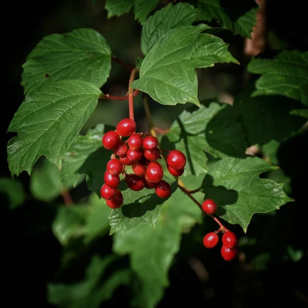 Berries Ripen Viburnum Bush — Stock Photo, Image