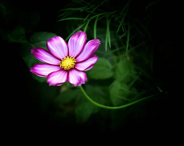 Une Image Adstrée Une Fleur Cosmée Sur Fond Sombre — Photo