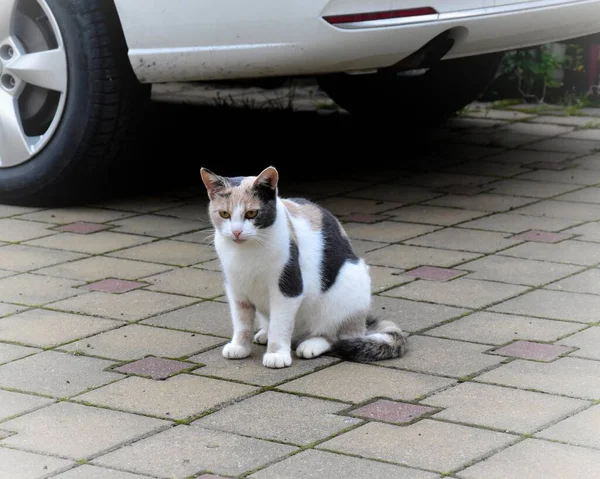 Gato Multicolorido Está Sentado Perto Carro — Fotografia de Stock