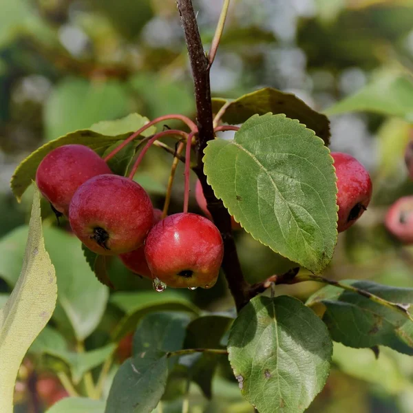 Kleine Äpfel Sind Zweig Eines Apfelbaums Reif Sie Werden Auch — Stockfoto