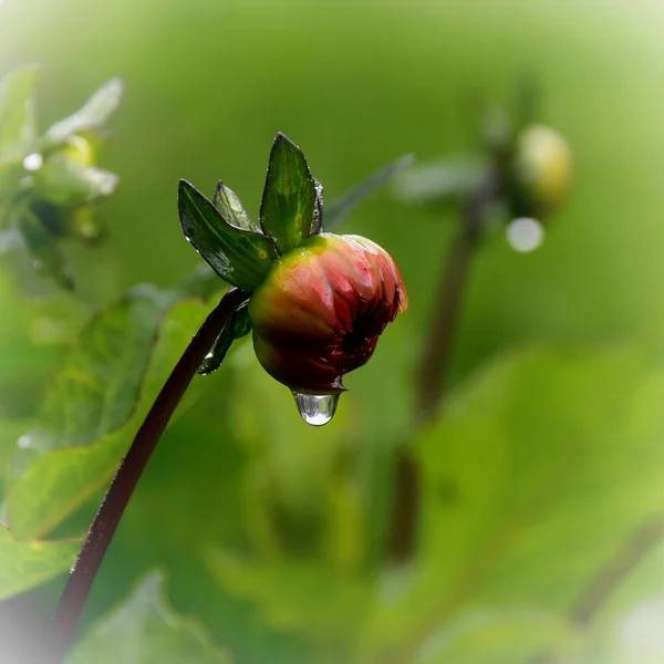 Yağmurdan Sonra Yıldız Çiçeği Tomurcuğunda Bir Damla Oluştu — Stok fotoğraf