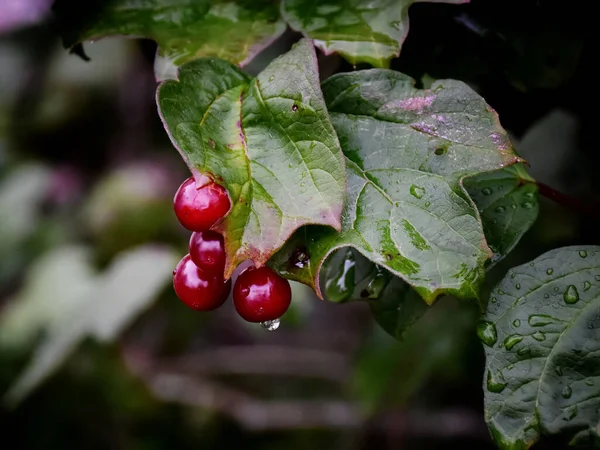 Yağmur Dindi Çileklerin Viburnum Yapraklarının Üzerinde Yağmur Damlaları Var — Stok fotoğraf