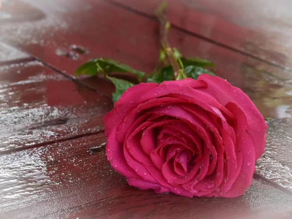 Eine Rote Rose Liegt Auf Einer Nassen Oberfläche — Stockfoto