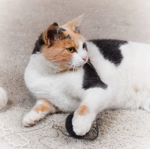 Gato Doméstico Está Tirado Suelo Jugando Con Una Bola Hilo —  Fotos de Stock