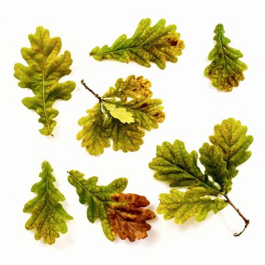 Arka planda sonbahar meşe yaprakları koleksiyonu. 