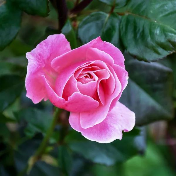 Die Öffnende Knospe Einer Leuchtend Rosa Rose — Stockfoto