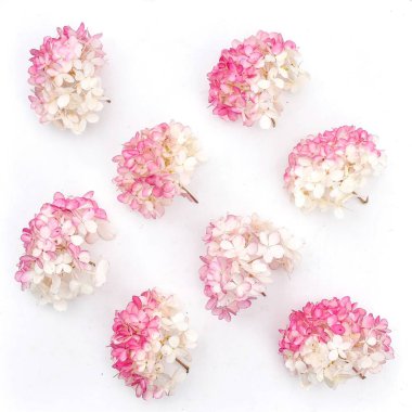 Hafif bir arkaplanda - ortancaların cilt yüzdeleri. 