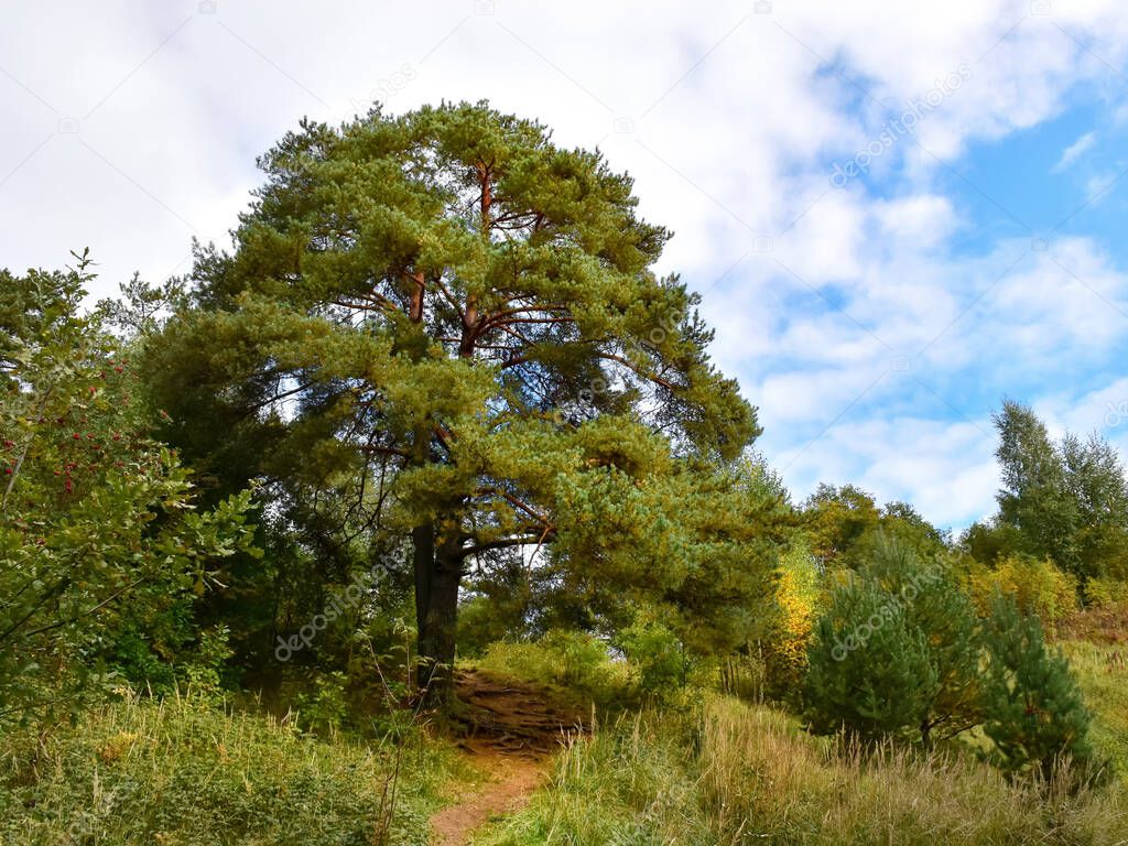 Autumn landscape. A large pine tree on a background of blue sky and clouds. 