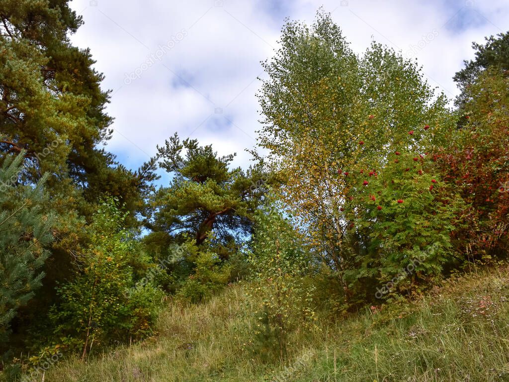Autumn landscape. Trees and shrubs grow on a small mountain. 