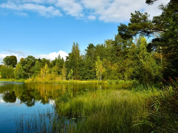 Sonbahar manzarası. Sedge gölün kıyısında yetişir. Gökyüzü suya yansıyor.. 