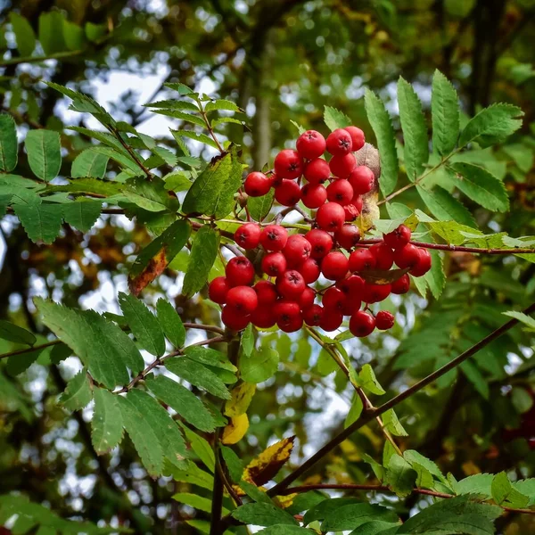 Ramură Fructe Padure Coapte Rowan — Fotografie, imagine de stoc