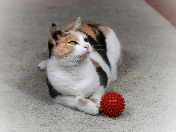 Gato Está Jugando Una Bola Roja Brillante —  Fotos de Stock