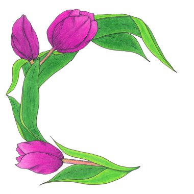 Beyaz arka planda koyu yeşil yapraklı mor lalelerden oluşan yarı dairesel bir çelenk.