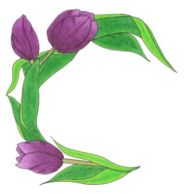 Beyaz arka planda koyu yeşil yapraklı koyu mor lalelerden oluşan yarı dairesel bir çelenk.