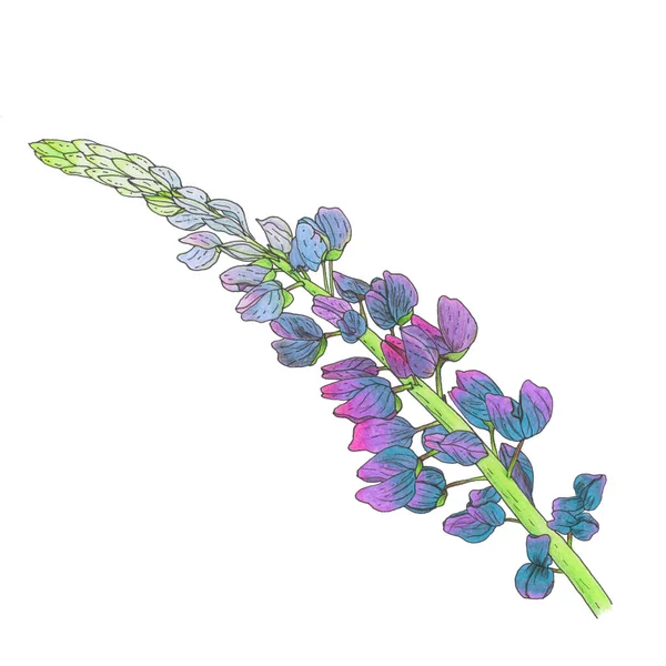 Ένα Κλαδί Μοβ Λουλουδιού Λούπινου Λαμπερό Πράσινο Στέλεχος Λευκό Φόντο — Φωτογραφία Αρχείου
