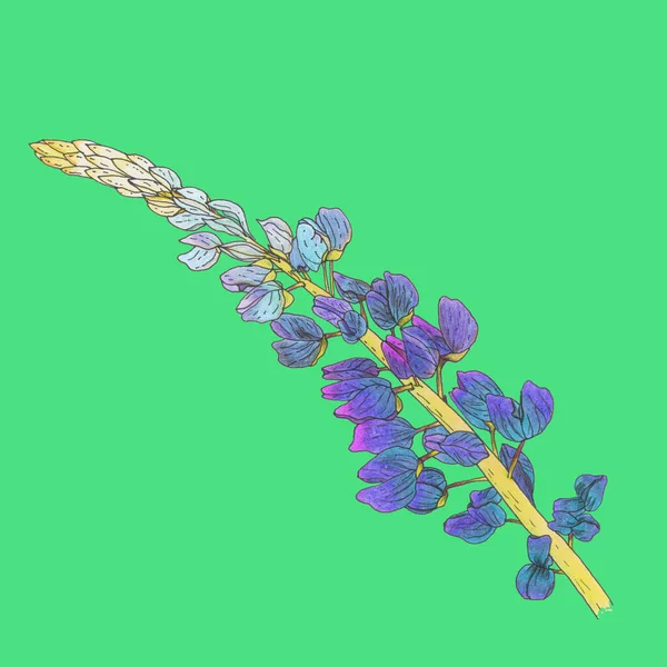 Lupin Çiçeğinin Dalı Mavi Yeşil Arka Planda Sarı Bir Sapı — Stok fotoğraf