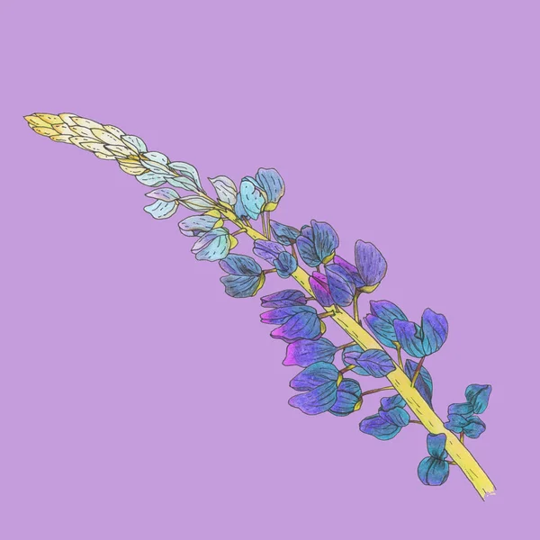 Ветвь Цветка Люпина Синяя Желтым Стеблем Сиреневом Фоне — стоковое фото