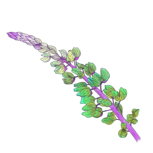 Κλαδί Του Λουλουδιού Λούπινου Είναι Πράσινο Τυρκουάζ Μωβ Στέλεχος Λευκό — Φωτογραφία Αρχείου