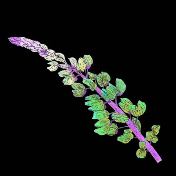Κλαδί Του Λουλουδιού Λούπινου Είναι Πράσινο Τυρκουάζ Μωβ Στέλεχος Μαύρο — Φωτογραφία Αρχείου