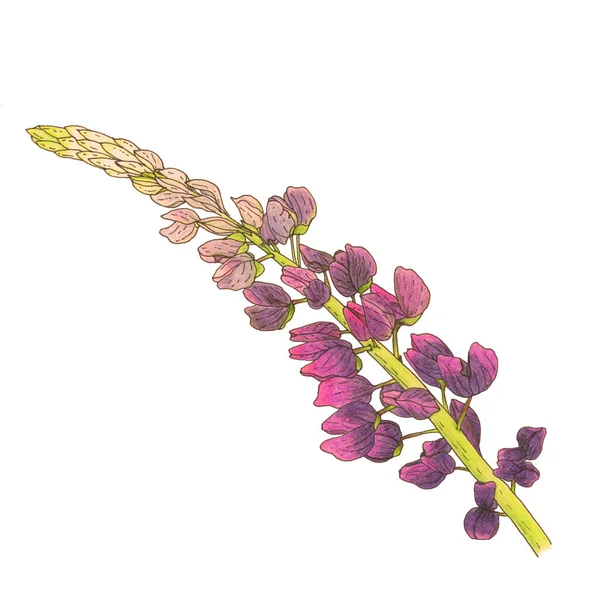 Κλαδί Του Λουλουδιού Λούπινου Έχει Μωβ Μωβ Χρώμα Ανοιχτόχρωμο Πράσινο — Φωτογραφία Αρχείου