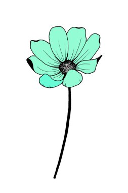 Açık taç yaprakları çizimi ile uzun siyah bir sapta açık turkuaz Cosmea çiçeği
