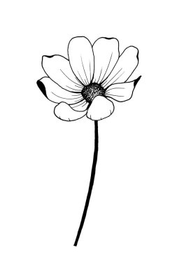Cosmea çiçeği siyah beyaz uzun siyah bir sapta açık taç yaprakları çizimi