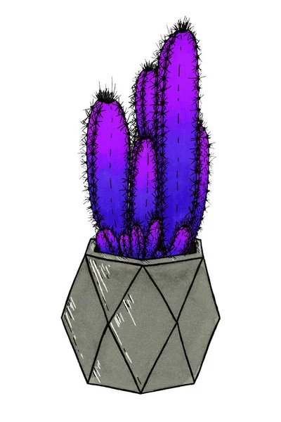 Violett Dunkelblauer Gradienten Kaktus Einem Grauen Geometrischen Topf Auf Weißem — Stockfoto